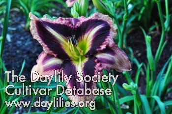Daylily Pirate's Prism